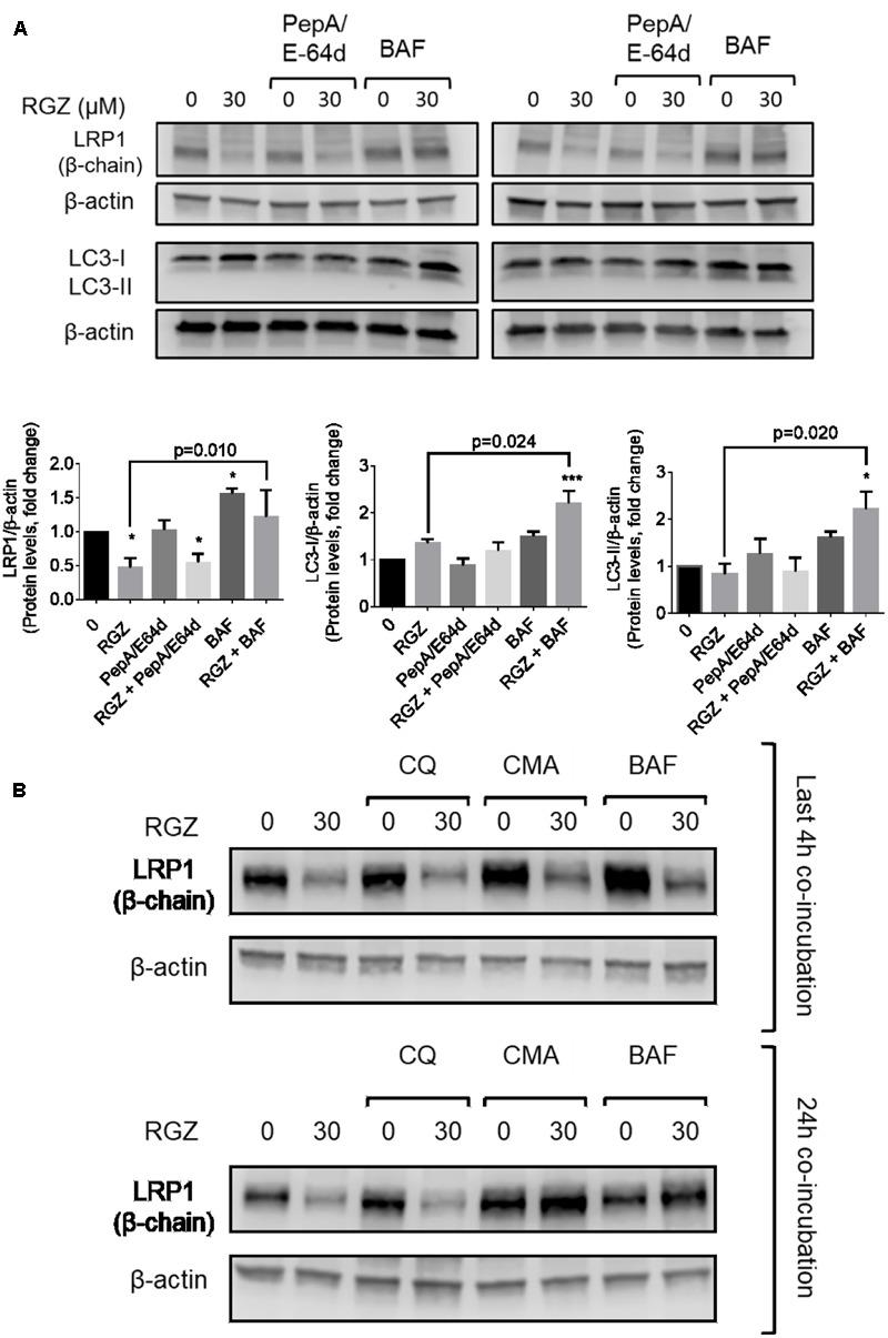 https://cdn.ncbi.nlm.nih.gov/pmc/blobs/b731/5696635/6848225b4875/fphar-08-00772-g003.jpg