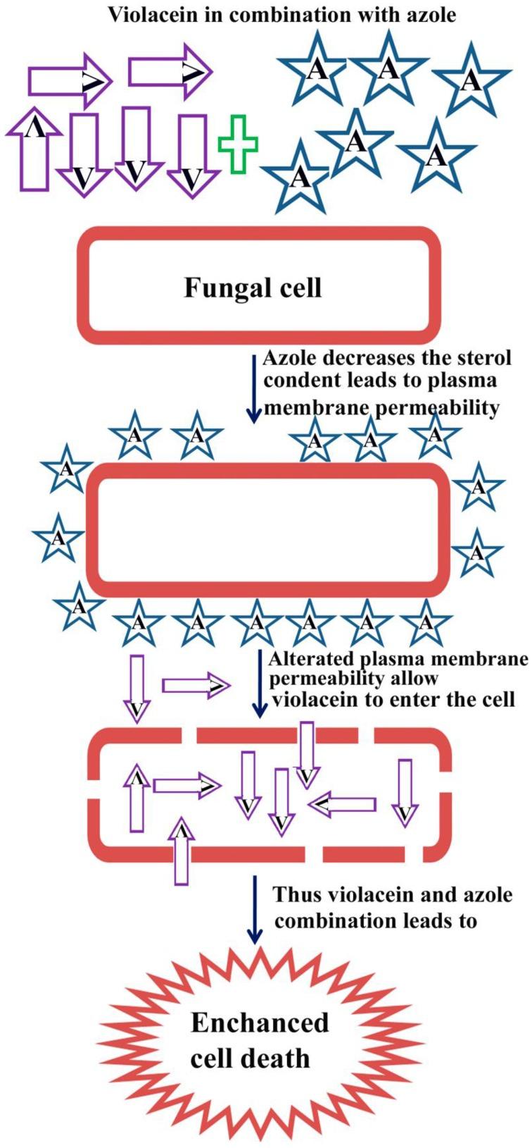 https://cdn.ncbi.nlm.nih.gov/pmc/blobs/b736/4531294/1b04e13560ba/fcimb-05-00057-g0008.jpg