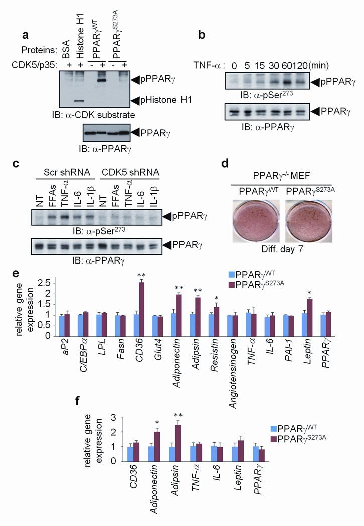 https://cdn.ncbi.nlm.nih.gov/pmc/blobs/b739/2987584/f8c486ab207e/nihms216982f1.jpg