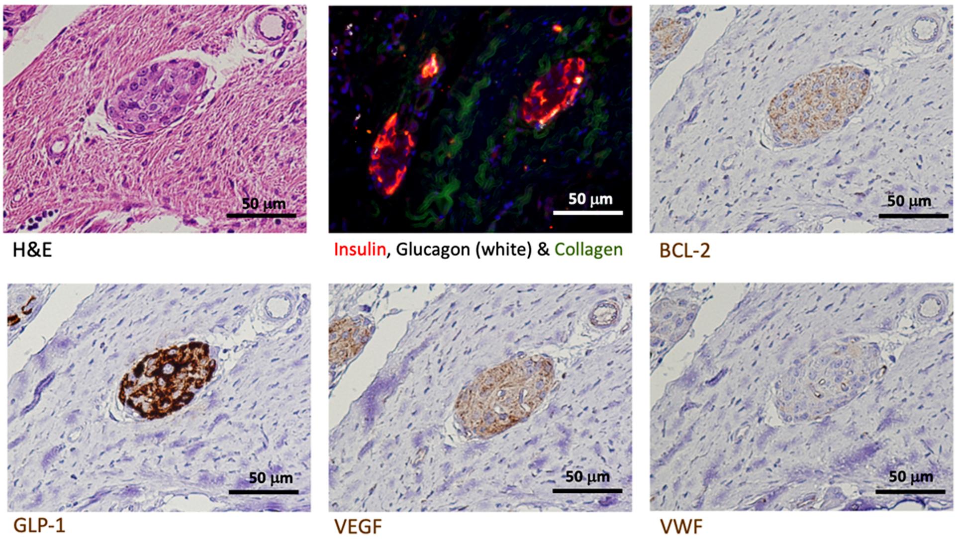 https://cdn.ncbi.nlm.nih.gov/pmc/blobs/b73b/7572844/ac325fc71c1f/nihms-1615072-f0012.jpg