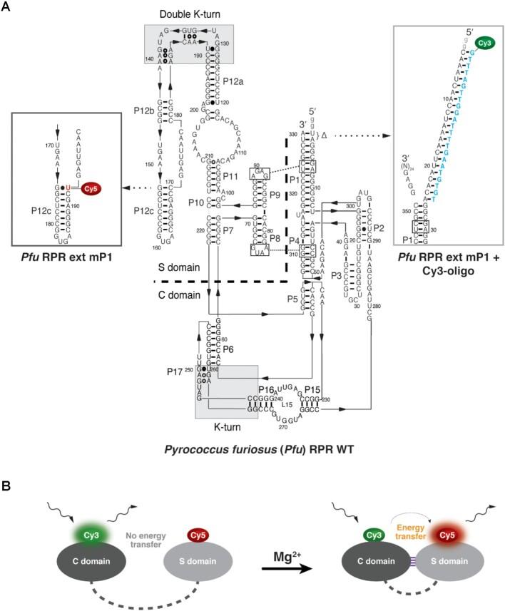 https://cdn.ncbi.nlm.nih.gov/pmc/blobs/b73b/8450104/2f29683522f1/gkab655fig1.jpg