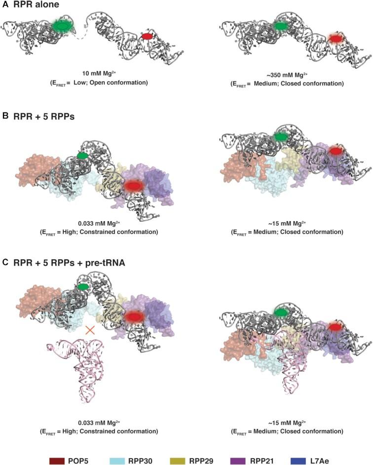 https://cdn.ncbi.nlm.nih.gov/pmc/blobs/b73b/8450104/381cbd61e925/gkab655fig6.jpg