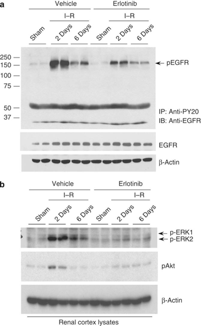 https://cdn.ncbi.nlm.nih.gov/pmc/blobs/b73c/3376310/31393307d1fc/ki201243f2.jpg