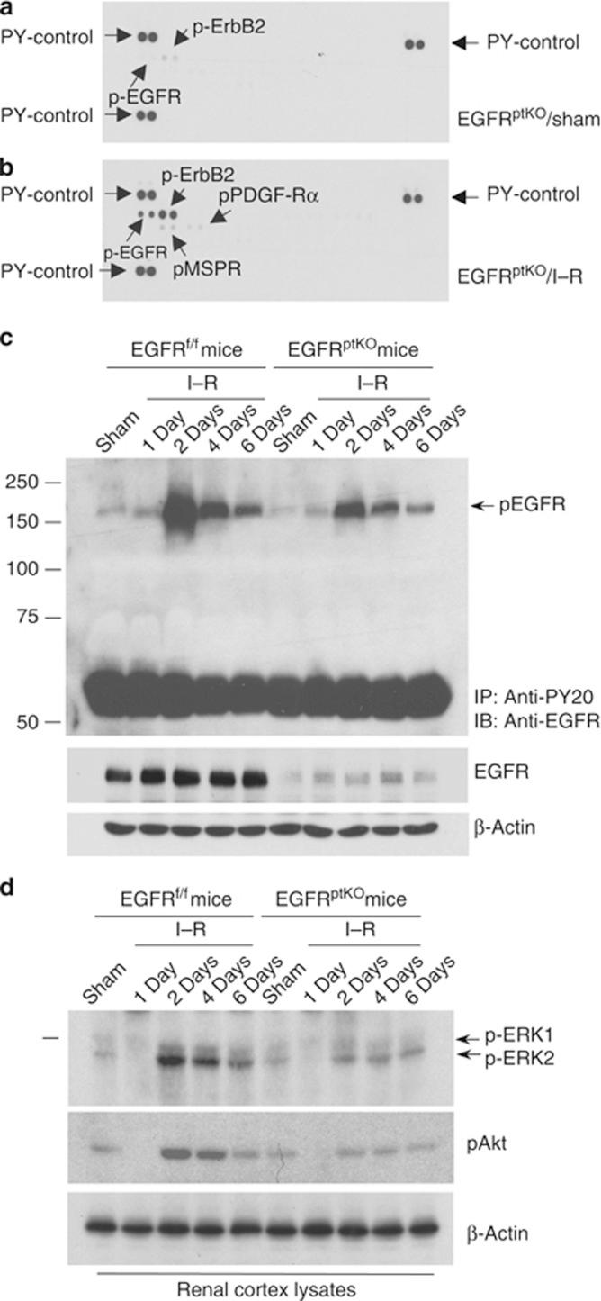 https://cdn.ncbi.nlm.nih.gov/pmc/blobs/b73c/3376310/585978b513c3/ki201243f5.jpg