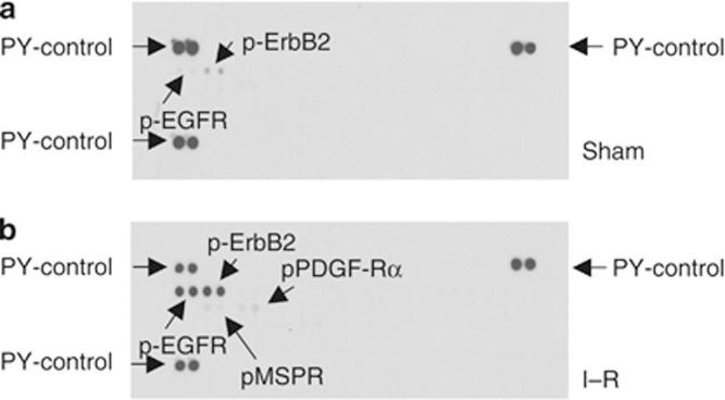 https://cdn.ncbi.nlm.nih.gov/pmc/blobs/b73c/3376310/a6b0192e0cca/ki201243f1.jpg