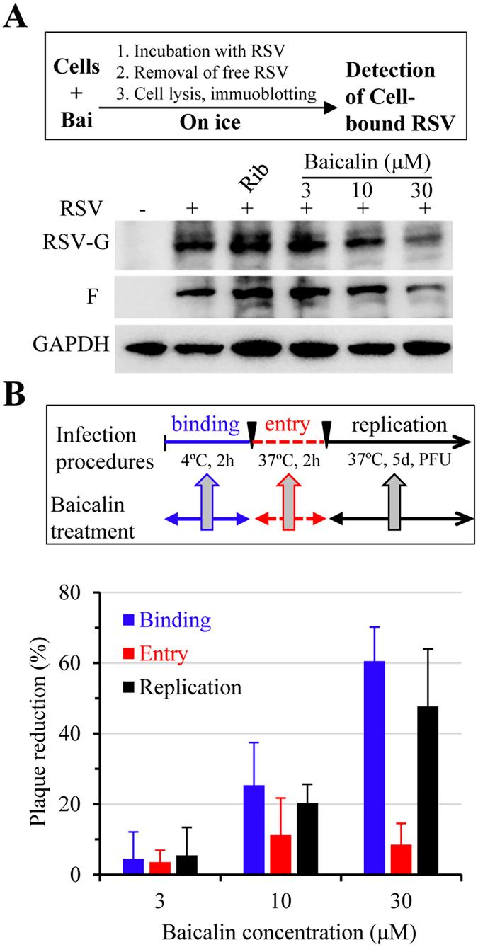 https://cdn.ncbi.nlm.nih.gov/pmc/blobs/b73e/5073294/cdbd8494feaa/srep35851-f2.jpg