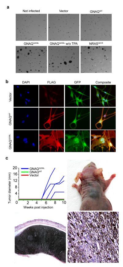 https://cdn.ncbi.nlm.nih.gov/pmc/blobs/b744/2696133/e9affc10f79a/nihms-74666-f0001.jpg