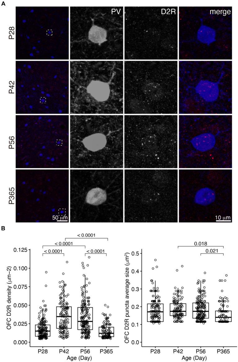 https://cdn.ncbi.nlm.nih.gov/pmc/blobs/b746/11187244/06f8ddc9237f/fnins-18-1364067-g003.jpg
