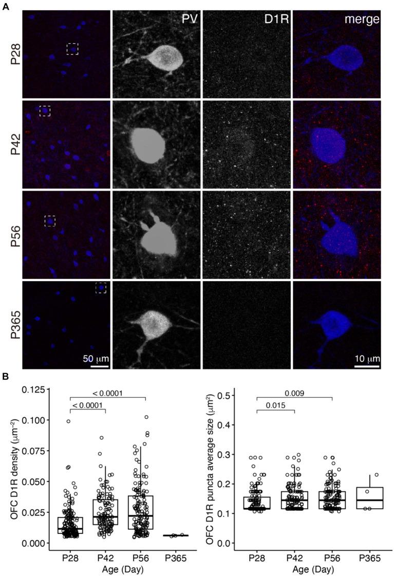 https://cdn.ncbi.nlm.nih.gov/pmc/blobs/b746/11187244/33594c86eba2/fnins-18-1364067-g002.jpg