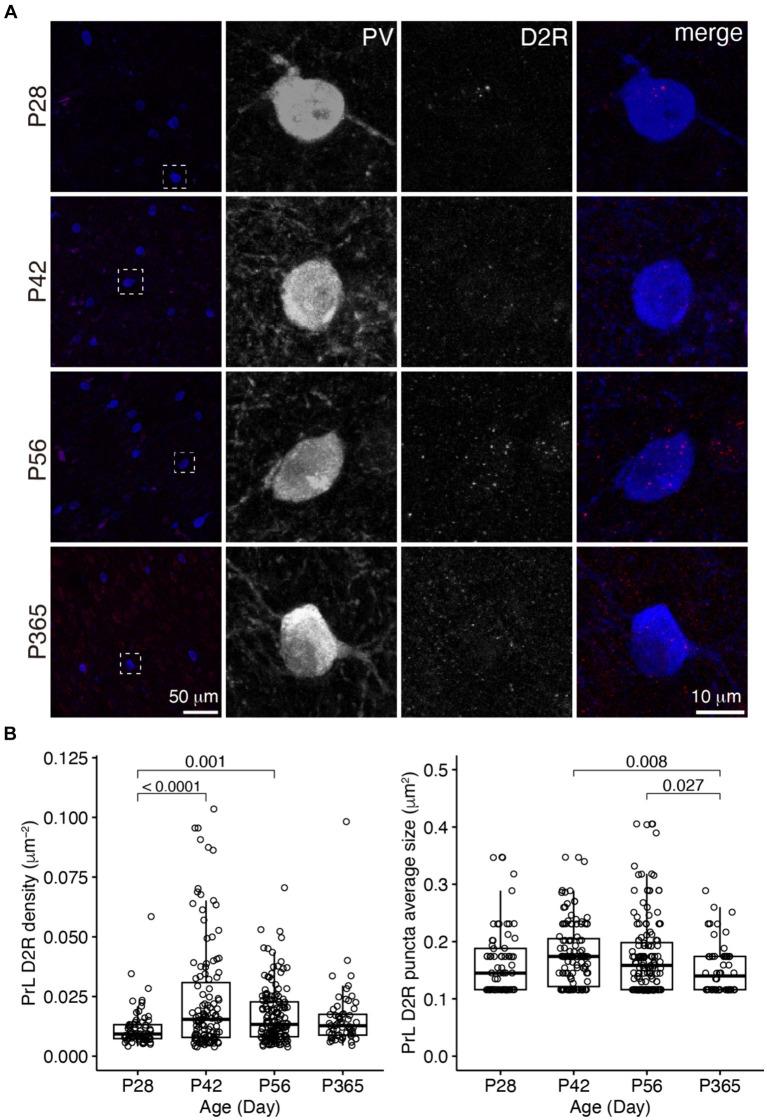 https://cdn.ncbi.nlm.nih.gov/pmc/blobs/b746/11187244/3a6cd995abba/fnins-18-1364067-g005.jpg