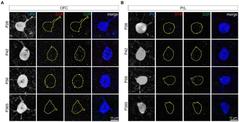 https://cdn.ncbi.nlm.nih.gov/pmc/blobs/b746/11187244/3cd589242d77/fnins-18-1364067-g006.jpg