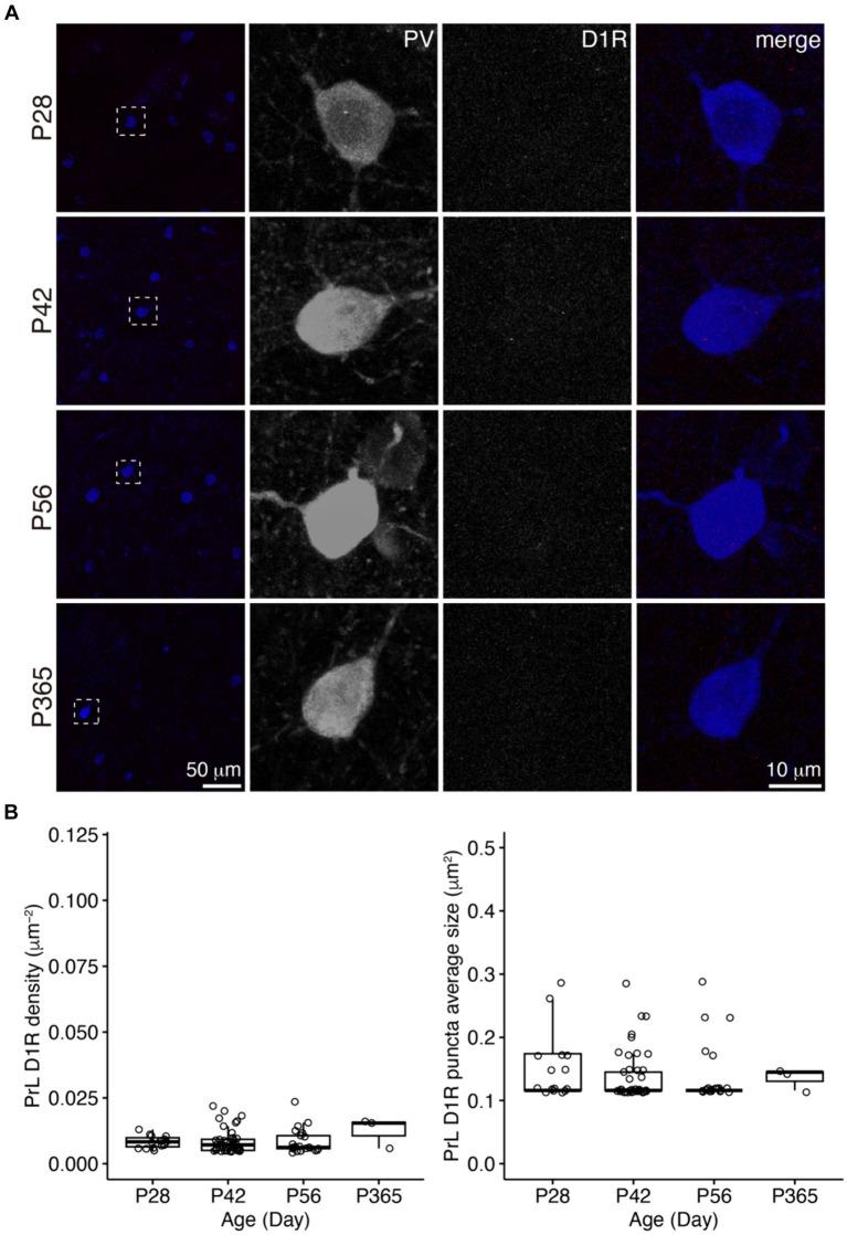 https://cdn.ncbi.nlm.nih.gov/pmc/blobs/b746/11187244/461a47726103/fnins-18-1364067-g004.jpg