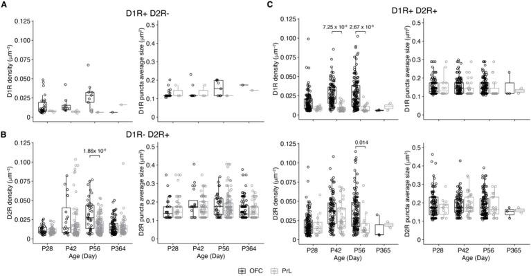 https://cdn.ncbi.nlm.nih.gov/pmc/blobs/b746/11187244/6a0517cb3644/fnins-18-1364067-g008.jpg