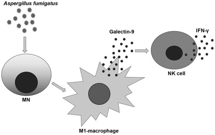 https://cdn.ncbi.nlm.nih.gov/pmc/blobs/b747/6625407/3f0a5a239b8c/MMR-20-02-1241-g05.jpg