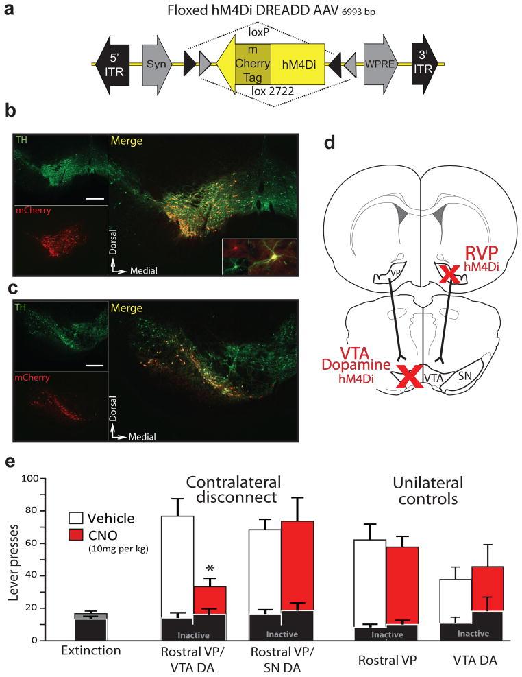 https://cdn.ncbi.nlm.nih.gov/pmc/blobs/b748/3973180/b7ba857596be/nihms561759f6.jpg