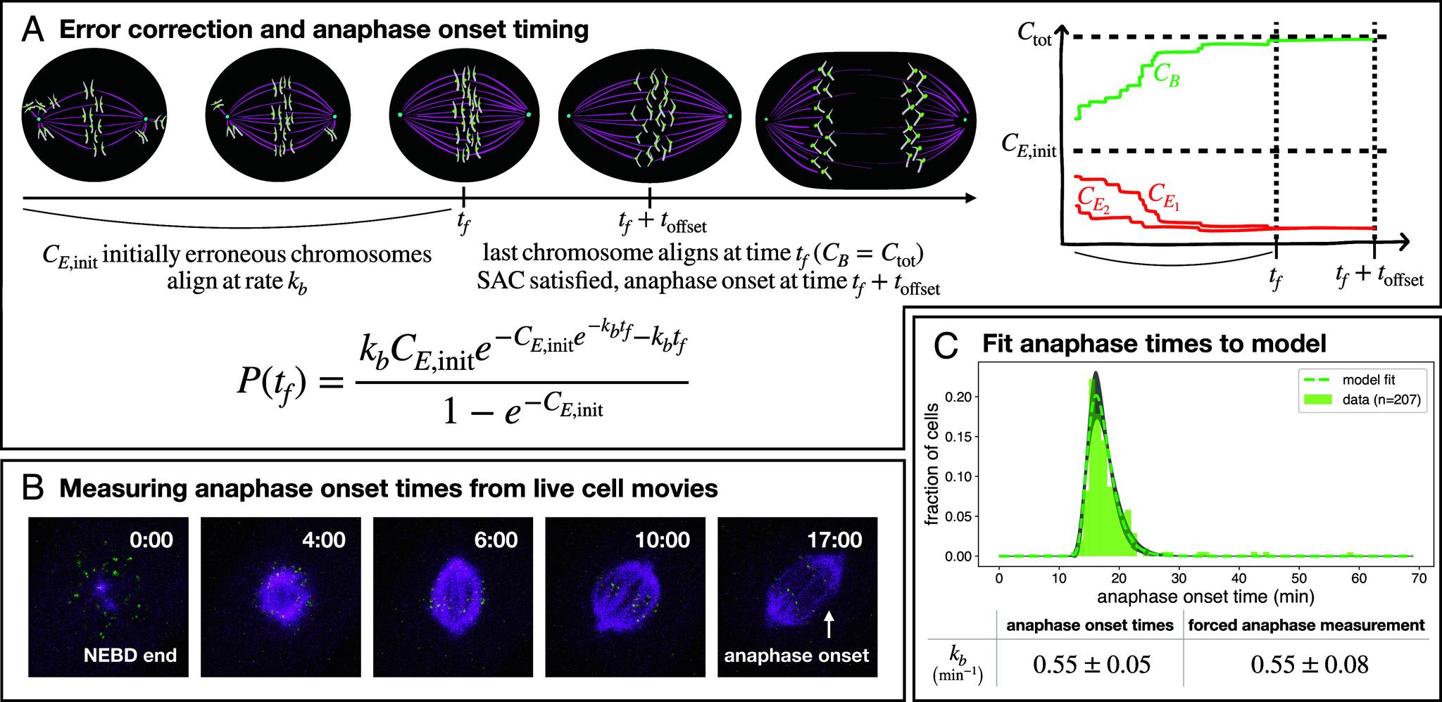 https://cdn.ncbi.nlm.nih.gov/pmc/blobs/b74a/11194551/3fa84a761c31/pnas.2323009121fig03.jpg
