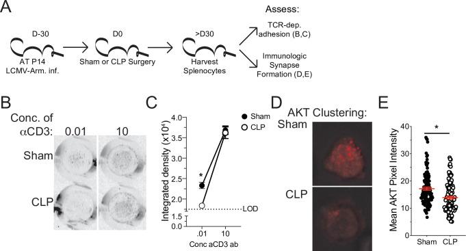https://cdn.ncbi.nlm.nih.gov/pmc/blobs/b74a/8589447/a739c4120ede/elife-70989-fig7-figsupp1.jpg