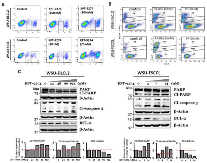 https://cdn.ncbi.nlm.nih.gov/pmc/blobs/b74c/8750170/754e331dcf93/cancers-14-00160-g002.jpg