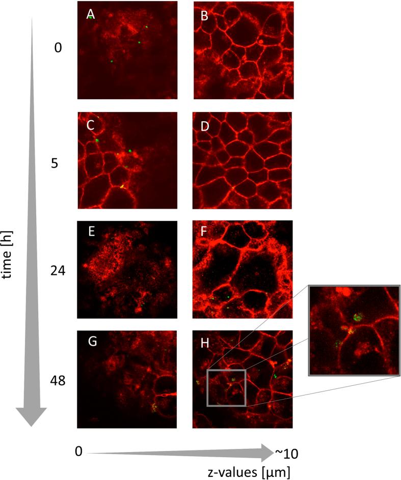 https://cdn.ncbi.nlm.nih.gov/pmc/blobs/b74d/4555168/fd256fa434ac/srep13567-f7.jpg