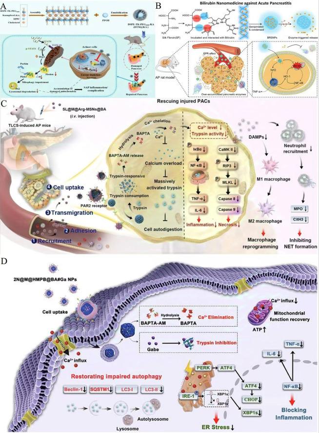 https://cdn.ncbi.nlm.nih.gov/pmc/blobs/b751/11776322/a3245f271e80/12951_2025_3106_Fig5_HTML.jpg