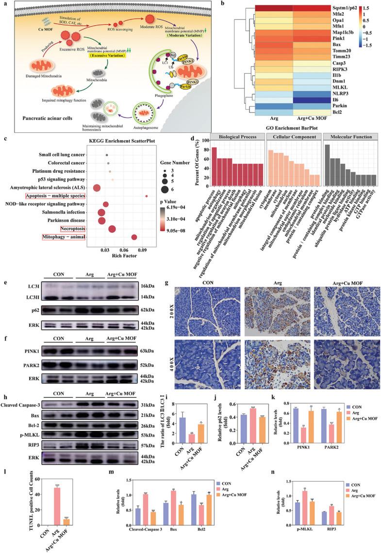 https://cdn.ncbi.nlm.nih.gov/pmc/blobs/b751/11776322/a988a6474d6f/12951_2025_3106_Fig6_HTML.jpg