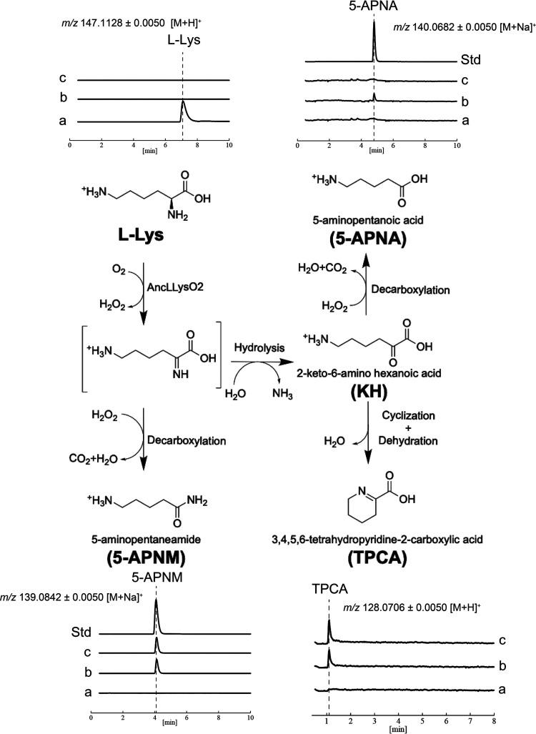 https://cdn.ncbi.nlm.nih.gov/pmc/blobs/b753/9730747/e6bbdd92a74d/ao2c06334_0003.jpg