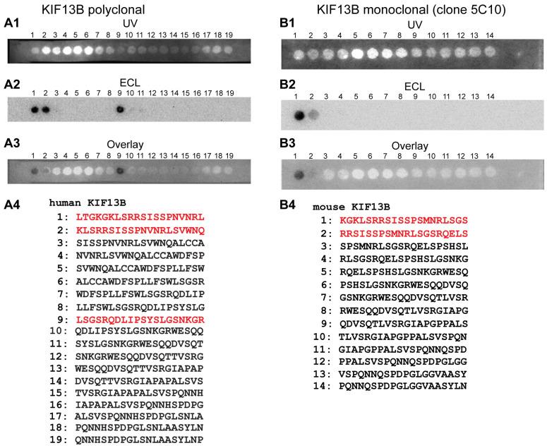https://cdn.ncbi.nlm.nih.gov/pmc/blobs/b755/12250476/967b45989c38/ijms-26-06044-g002.jpg