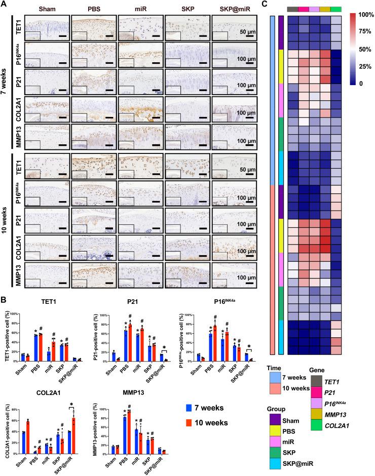 https://cdn.ncbi.nlm.nih.gov/pmc/blobs/b756/8967232/1ece9093bca9/sciadv.abk0011-f5.jpg