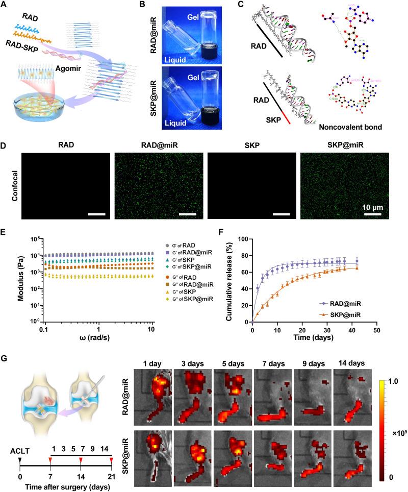https://cdn.ncbi.nlm.nih.gov/pmc/blobs/b756/8967232/76e83a6b4507/sciadv.abk0011-f2.jpg