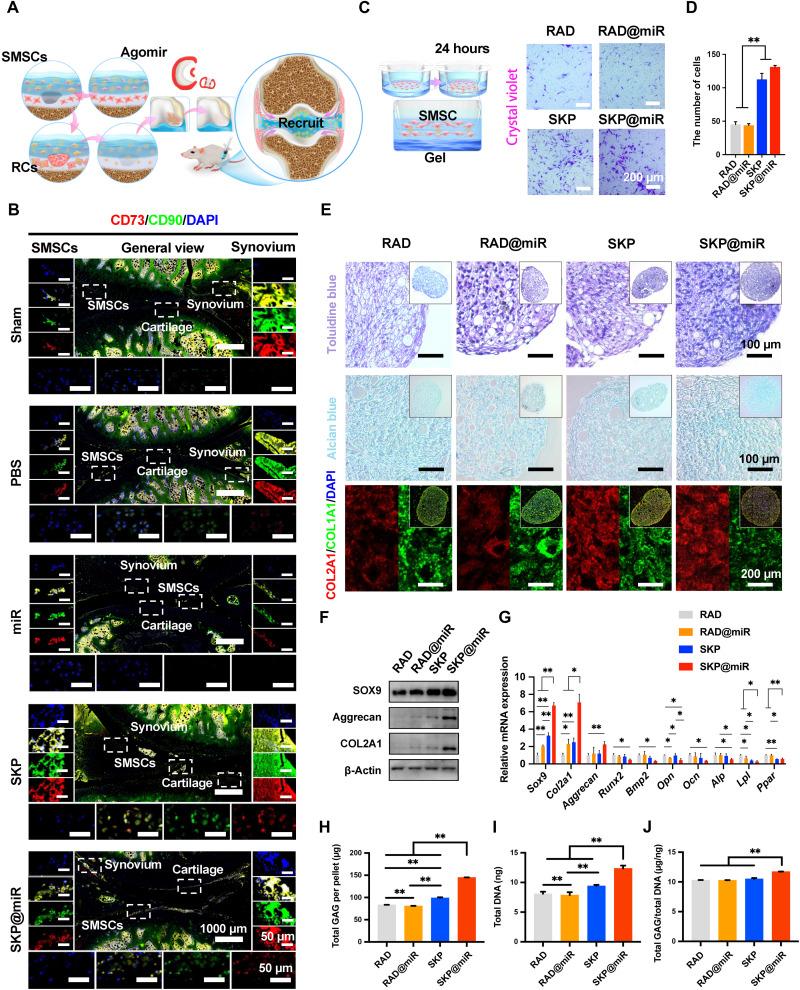 https://cdn.ncbi.nlm.nih.gov/pmc/blobs/b756/8967232/8b0badb8c50e/sciadv.abk0011-f7.jpg
