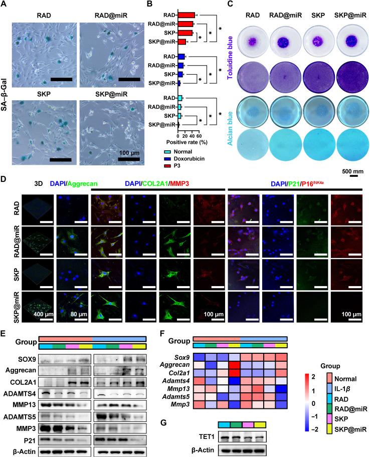 https://cdn.ncbi.nlm.nih.gov/pmc/blobs/b756/8967232/f1f13e7c4cf6/sciadv.abk0011-f6.jpg