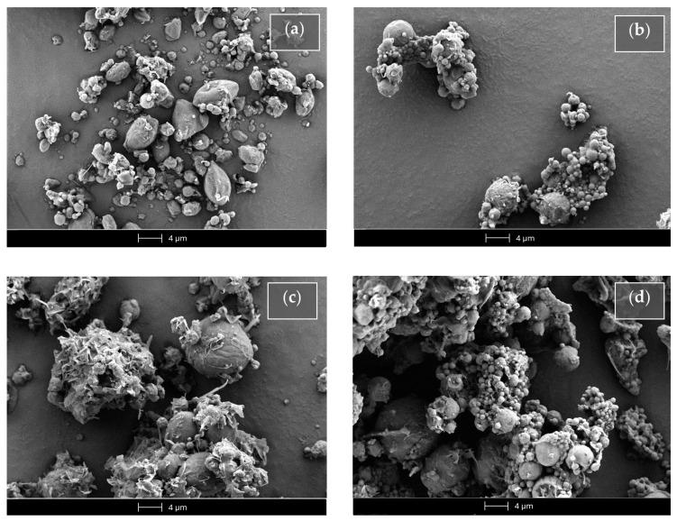 https://cdn.ncbi.nlm.nih.gov/pmc/blobs/b759/11172460/a186ac36428d/ijms-25-06263-g010.jpg
