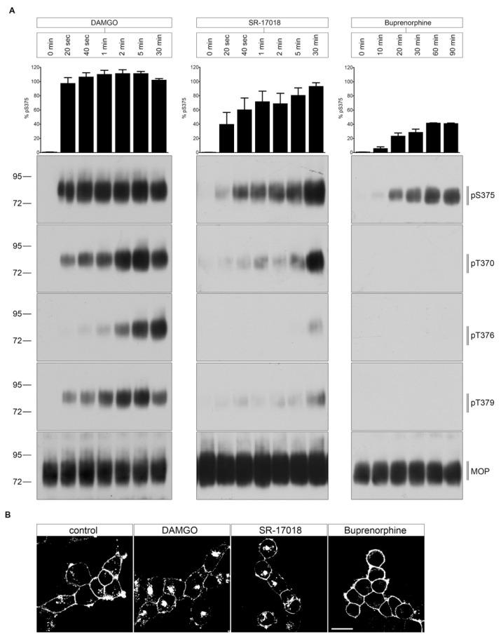 https://cdn.ncbi.nlm.nih.gov/pmc/blobs/b75b/8348759/477eef368bf3/molecules-26-04509-g003.jpg