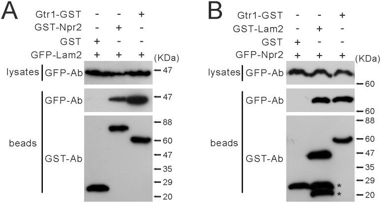 https://cdn.ncbi.nlm.nih.gov/pmc/blobs/b75c/4881991/4a3542439cbf/pone.0156239.g009.jpg