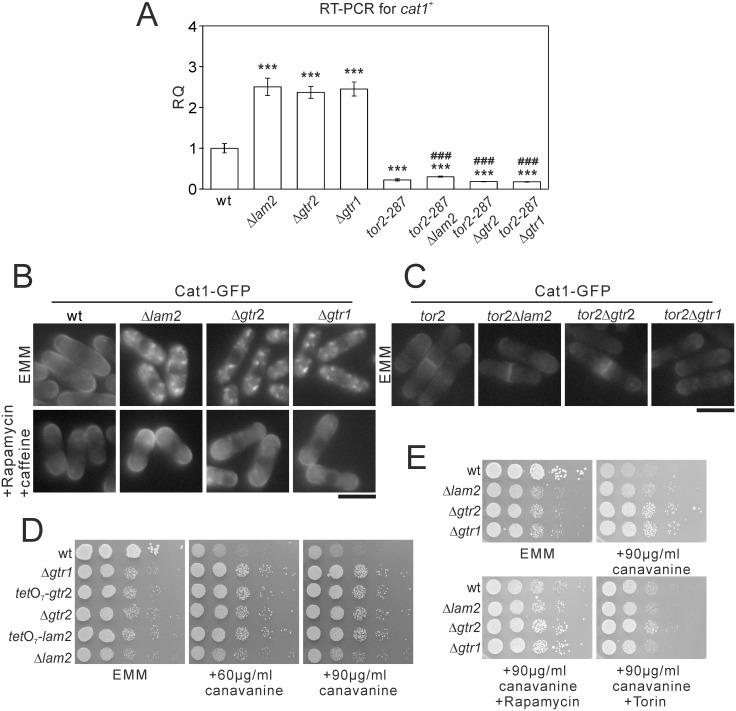 https://cdn.ncbi.nlm.nih.gov/pmc/blobs/b75c/4881991/652e1cd896dd/pone.0156239.g003.jpg
