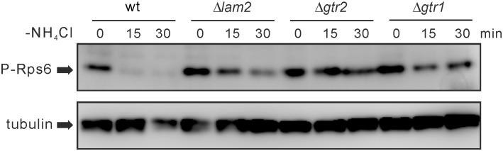 https://cdn.ncbi.nlm.nih.gov/pmc/blobs/b75c/4881991/dd2480daba09/pone.0156239.g005.jpg