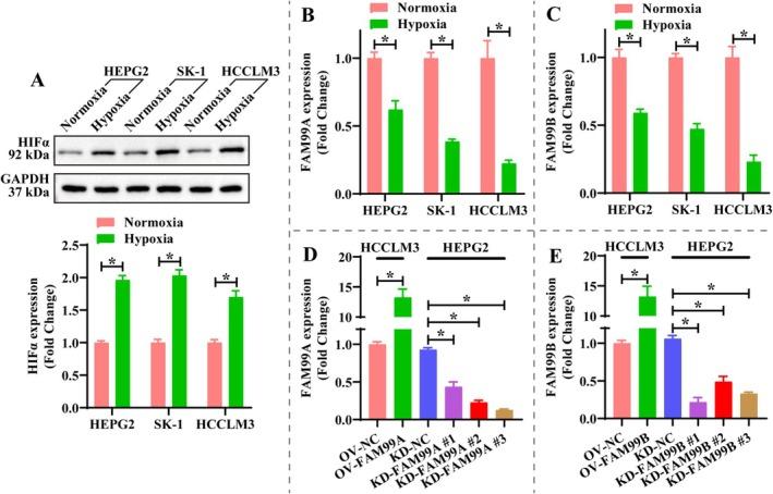 https://cdn.ncbi.nlm.nih.gov/pmc/blobs/b75e/12282501/246bee623604/FSB2-39-e70869-g004.jpg