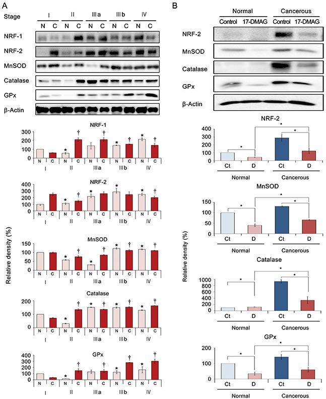 https://cdn.ncbi.nlm.nih.gov/pmc/blobs/b760/5593576/b51618c8ce64/oncotarget-08-56473-g007.jpg