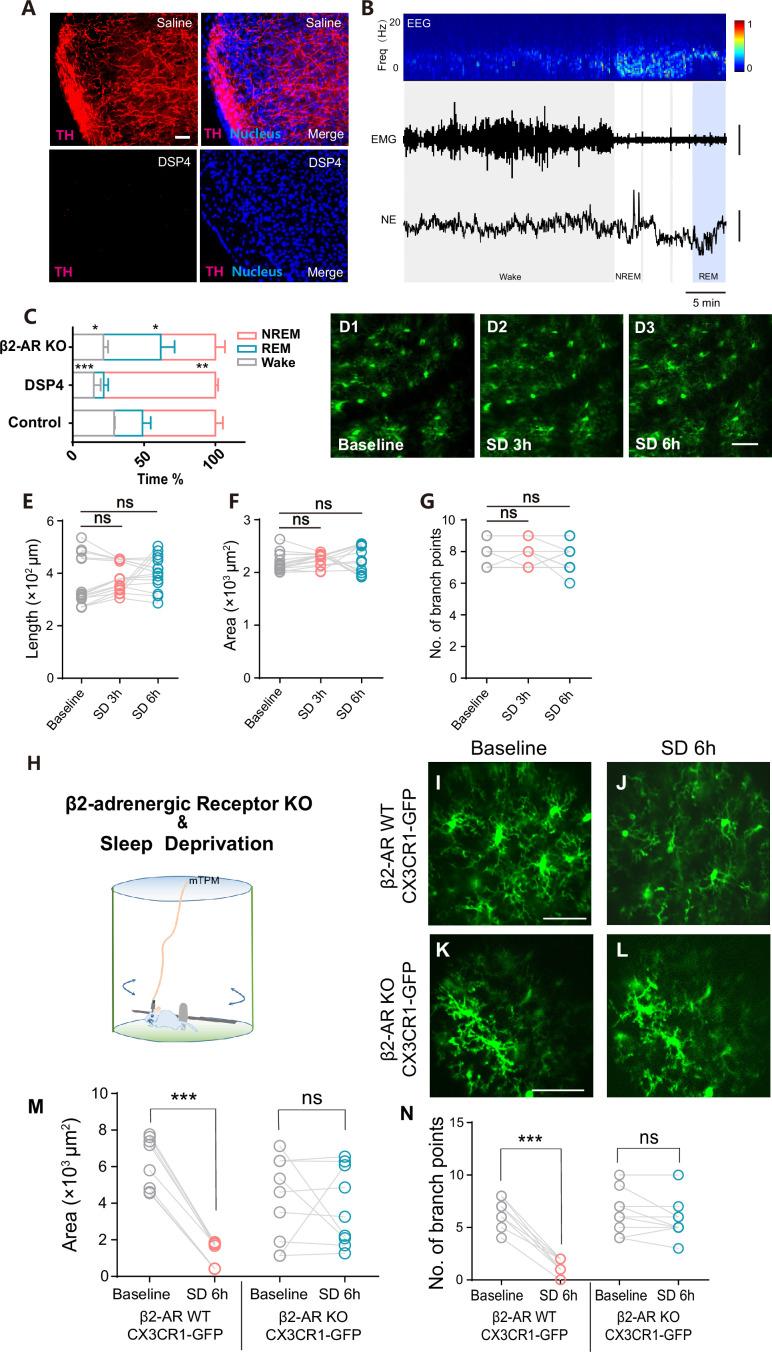 https://cdn.ncbi.nlm.nih.gov/pmc/blobs/b764/10746140/15383d3f7473/elife-86749-fig5-figsupp1.jpg