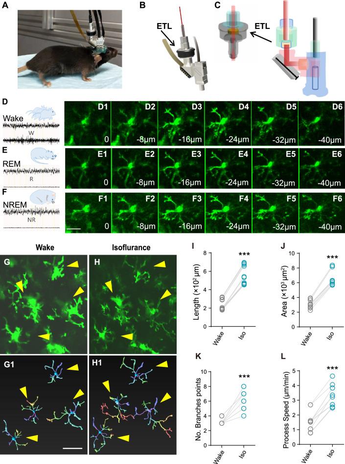 https://cdn.ncbi.nlm.nih.gov/pmc/blobs/b764/10746140/bf57513d7be4/elife-86749-fig2-figsupp1.jpg