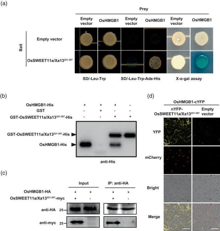 https://cdn.ncbi.nlm.nih.gov/pmc/blobs/b767/11373988/281bb197e011/PBI-22-2186-g006.jpg