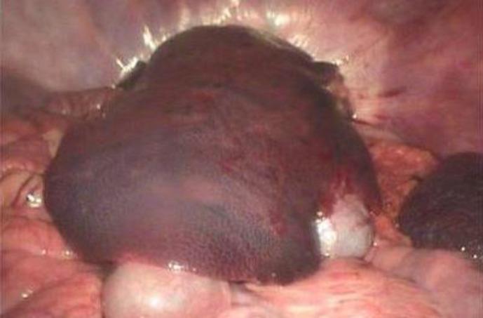 https://cdn.ncbi.nlm.nih.gov/pmc/blobs/b767/8094135/028ff5cf1c84/vrf-12-1-g005.jpg