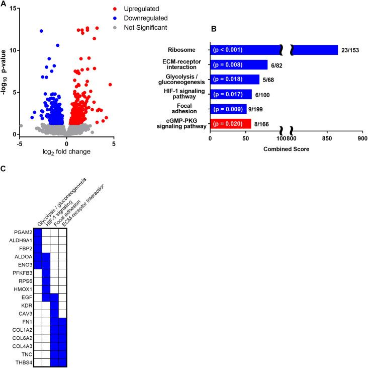 https://cdn.ncbi.nlm.nih.gov/pmc/blobs/b768/7573231/de31f743d267/fphys-11-564555-g002.jpg