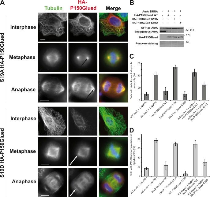 https://cdn.ncbi.nlm.nih.gov/pmc/blobs/b76e/3613693/85c76d7586e0/JCB_201210060_Fig6.jpg