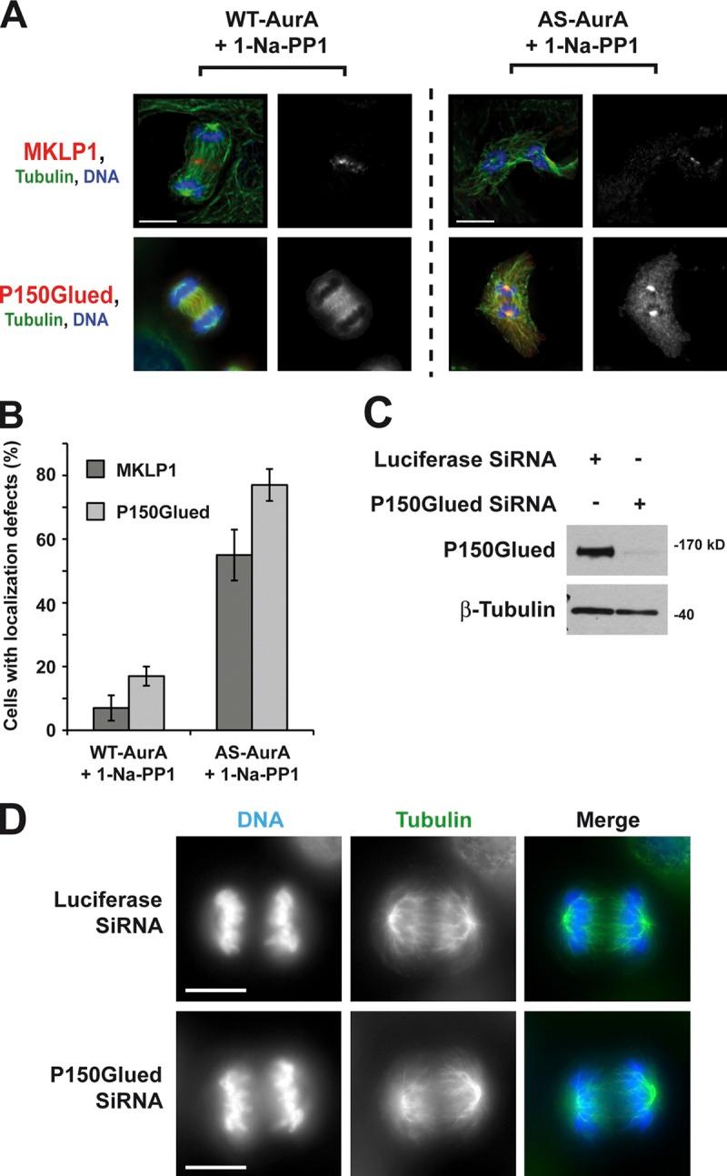 https://cdn.ncbi.nlm.nih.gov/pmc/blobs/b76e/3613693/d33dc70c2ce5/JCB_201210060_Fig4.jpg