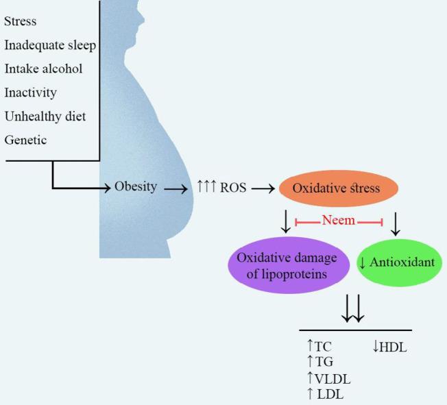 https://cdn.ncbi.nlm.nih.gov/pmc/blobs/b770/8087850/6479f31f46b6/IJBMS-24-280-g002.jpg