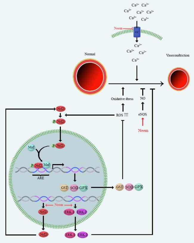 https://cdn.ncbi.nlm.nih.gov/pmc/blobs/b770/8087850/7fe20ef935a2/IJBMS-24-280-g001.jpg