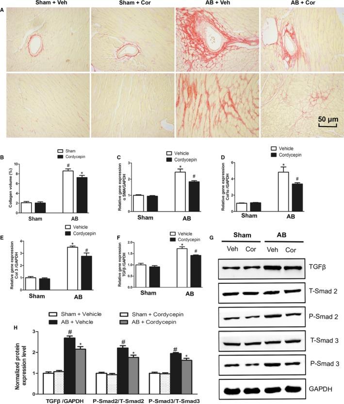 https://cdn.ncbi.nlm.nih.gov/pmc/blobs/b772/6653598/c5dd3110dfec/JCMM-23-5715-g002.jpg