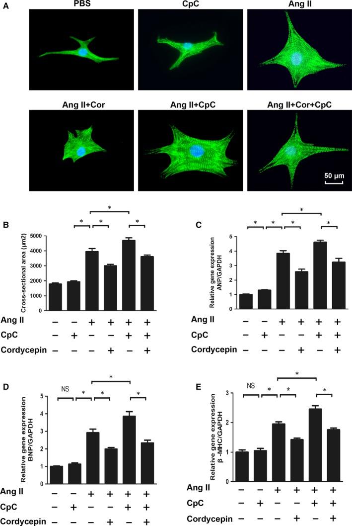 https://cdn.ncbi.nlm.nih.gov/pmc/blobs/b772/6653598/e82c729b12d5/JCMM-23-5715-g005.jpg
