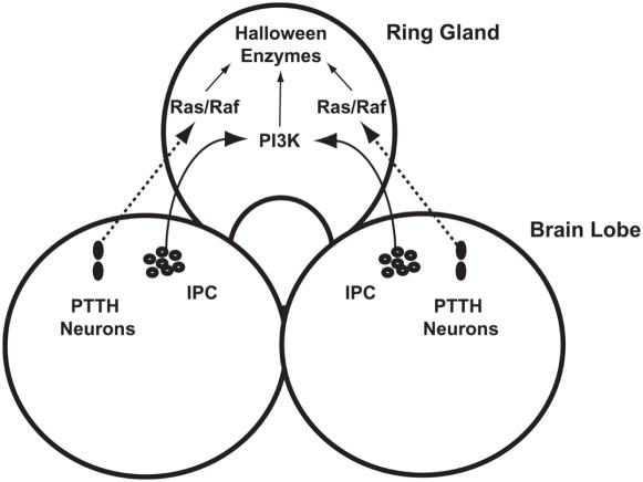 https://cdn.ncbi.nlm.nih.gov/pmc/blobs/b774/2662422/a49566e5c8e6/pone.0005072.g003.jpg